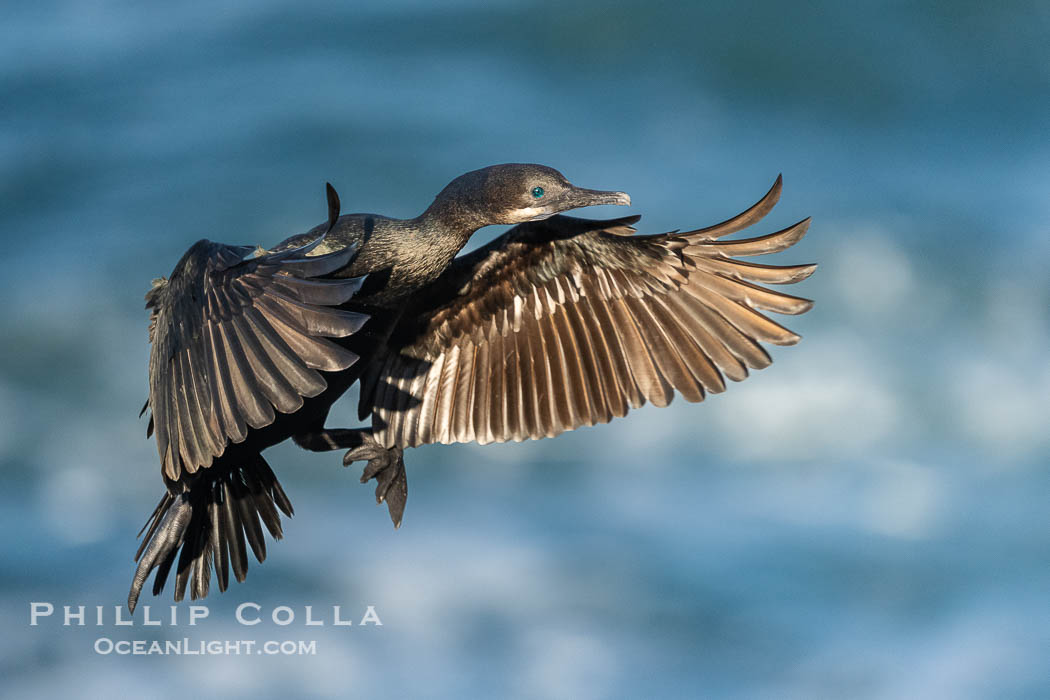 Brandt's Cormorant flying with wings spread wide as it slows to land at its nest on ocean cliffs. La Jolla, California, USA, Phalacrocorax penicillatus, natural history stock photograph, photo id 40134