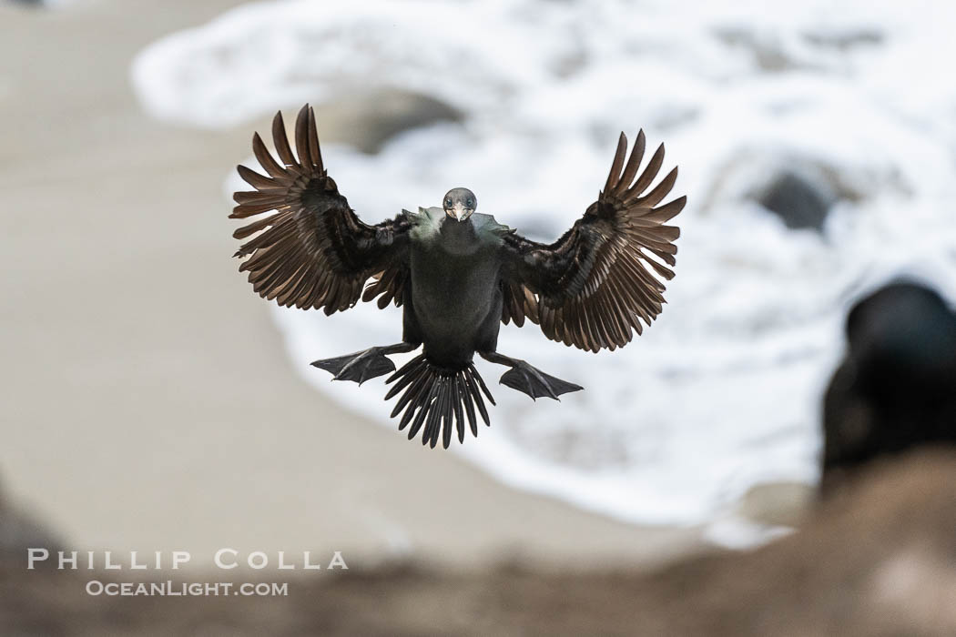 Brandt's Cormorant flying with wings spread wide as it slows to land at its nest on ocean cliffs. La Jolla, California, USA, Phalacrocorax penicillatus, natural history stock photograph, photo id 40154