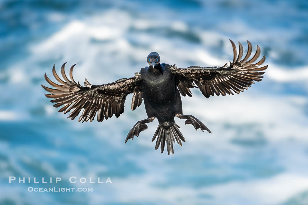 Brandt's Cormorant flying with wings spread wide as it slows to land at its nest on ocean cliffs, Phalacrocorax penicillatus, La Jolla, California