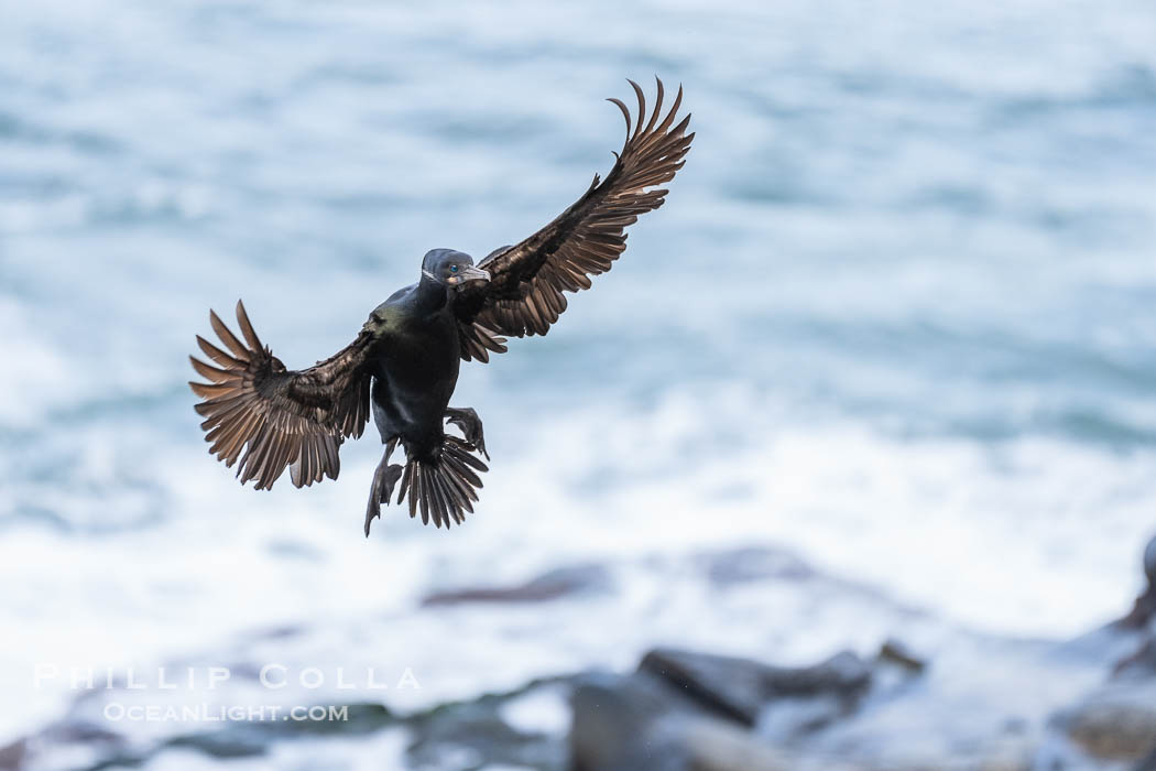 Brandt's Cormorant flying with wings spread wide as it slows to land at its nest on ocean cliffs. La Jolla, California, USA, Phalacrocorax penicillatus, natural history stock photograph, photo id 40149