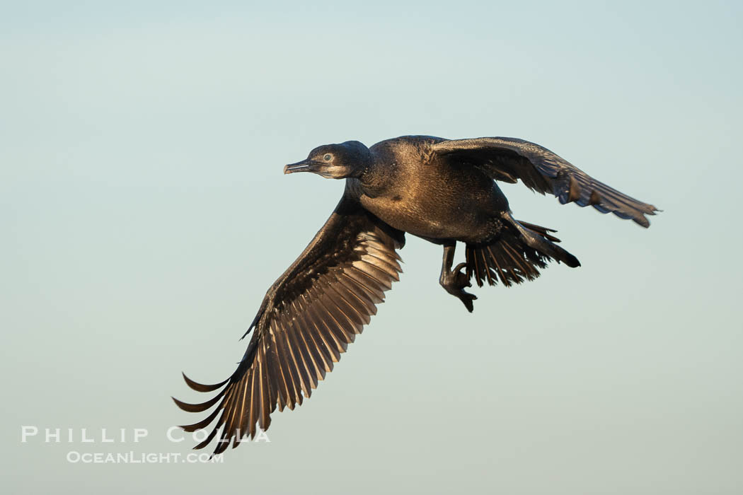 Brandt's Cormorant Flying in La Jolla, lit by early morning sun, non-breeding plumage, Phalacrocorax penicillatus