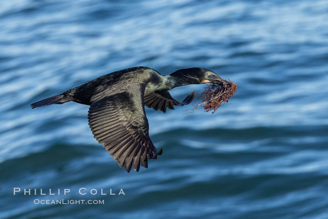 Brandt's Cormorant Flying with Nesting Material, a clump of seaweed (marine algae), La Jolla. California, USA, Phalacrocorax penicillatus, natural history stock photograph, photo id 36837