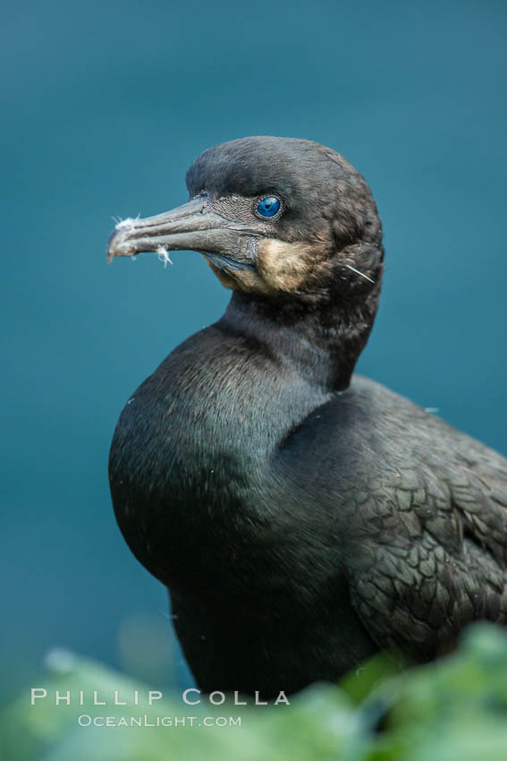 Brandt's cormorant. La Jolla, California, USA, Phalacrocorax penicillatus, natural history stock photograph, photo id 30418
