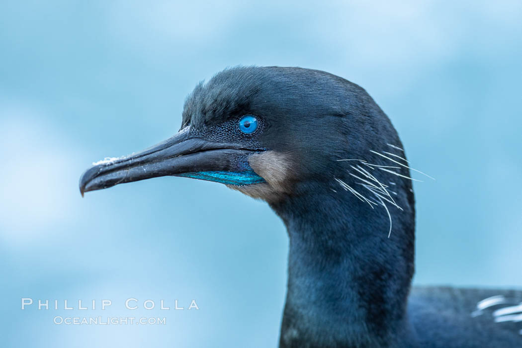 Brandt's Cormorant. La Jolla, California, USA, Phalacrocorax penicillatus, natural history stock photograph, photo id 37442