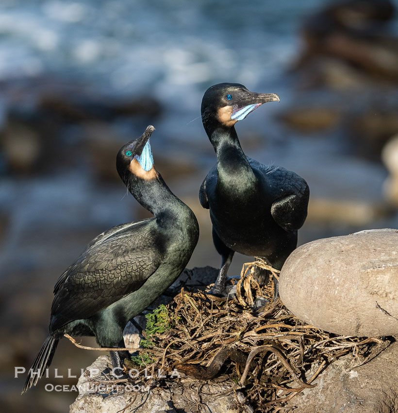 Mated pair of Brandt's Cormorants tend to the nest they have built on sea cliffs. Note the colors they assume during mating season: striking blue gular pouch (throat) along with faint blue-green iridescence in their plumage, Phalacrocorax penicillatus, La Jolla, California