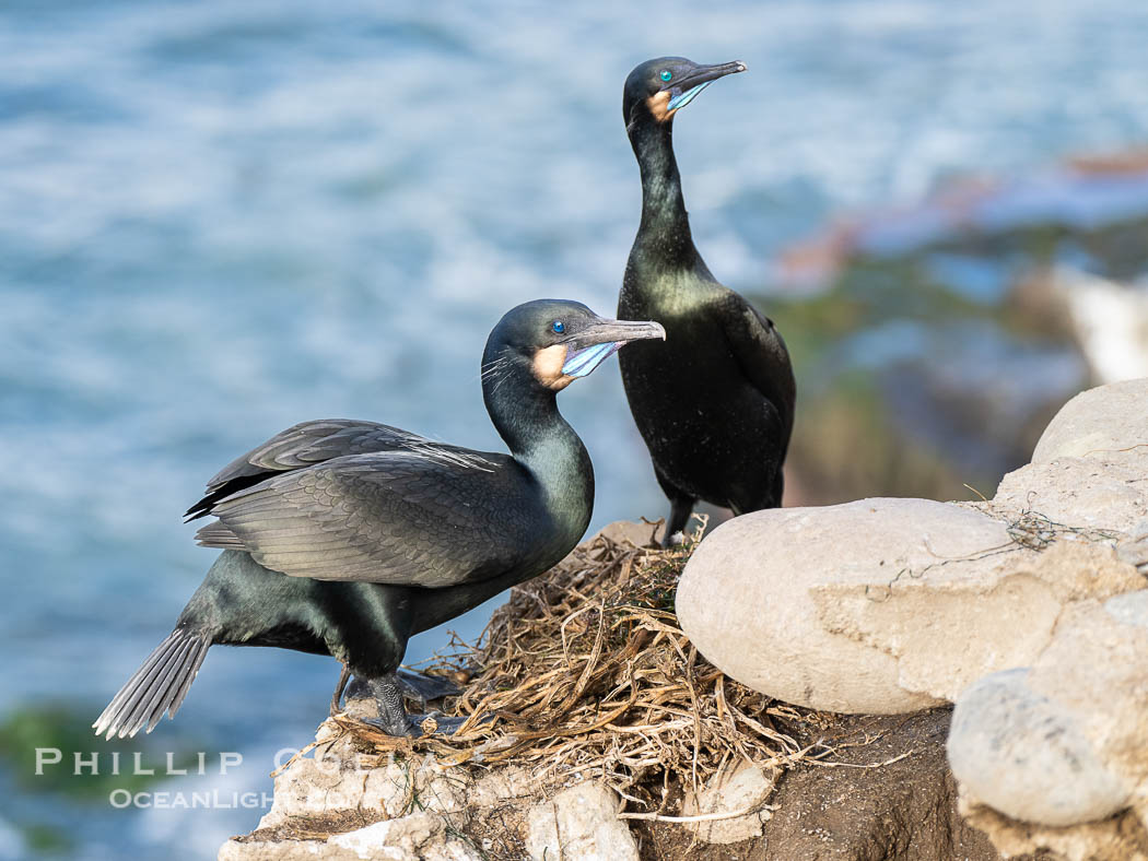 Mated pair of Brandt's Cormorants tend to the nest they have built on sea cliffs. Note the colors they assume during mating season: striking blue gular pouch (throat) along with some blue-green iridescence in their plumage. La Jolla, California, USA, Phalacrocorax penicillatus, natural history stock photograph, photo id 40144