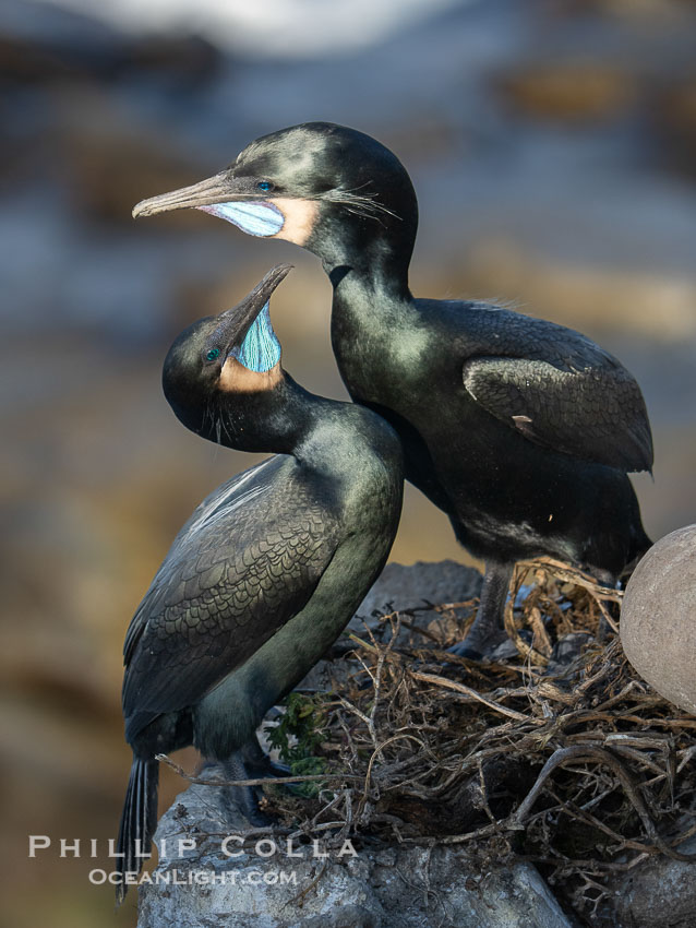 Mated pair of Brandt's Cormorants tend to the nest they have built on sea cliffs. Note the colors they assume during mating season: striking blue gular pouch (throat) along with faint blue-green iridescence in their plumage, Phalacrocorax penicillatus, La Jolla, California