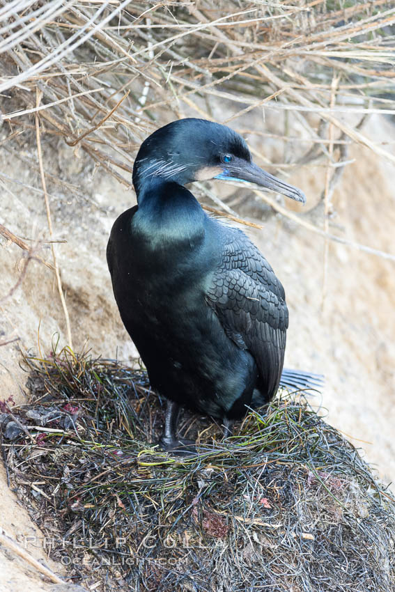 Brandt's Cormorant on the nest, nesting material composed of kelp and sea weed, La Jolla., Phalacrocorax penicillatus, natural history stock photograph, photo id 36796