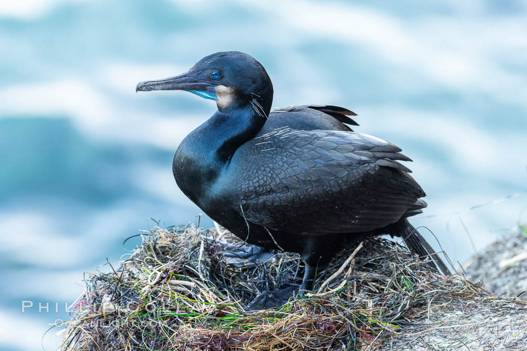 Brandt's Cormorant on the nest, nesting material composed of kelp and sea weed, La Jolla., Phalacrocorax penicillatus, natural history stock photograph, photo id 36793