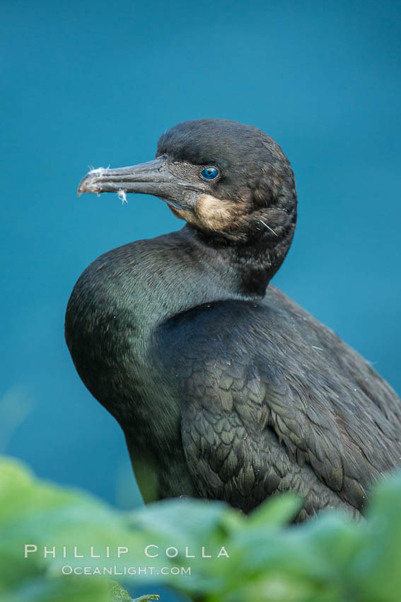 Brandt's cormorant. La Jolla, California, USA, Phalacrocorax penicillatus, natural history stock photograph, photo id 30447