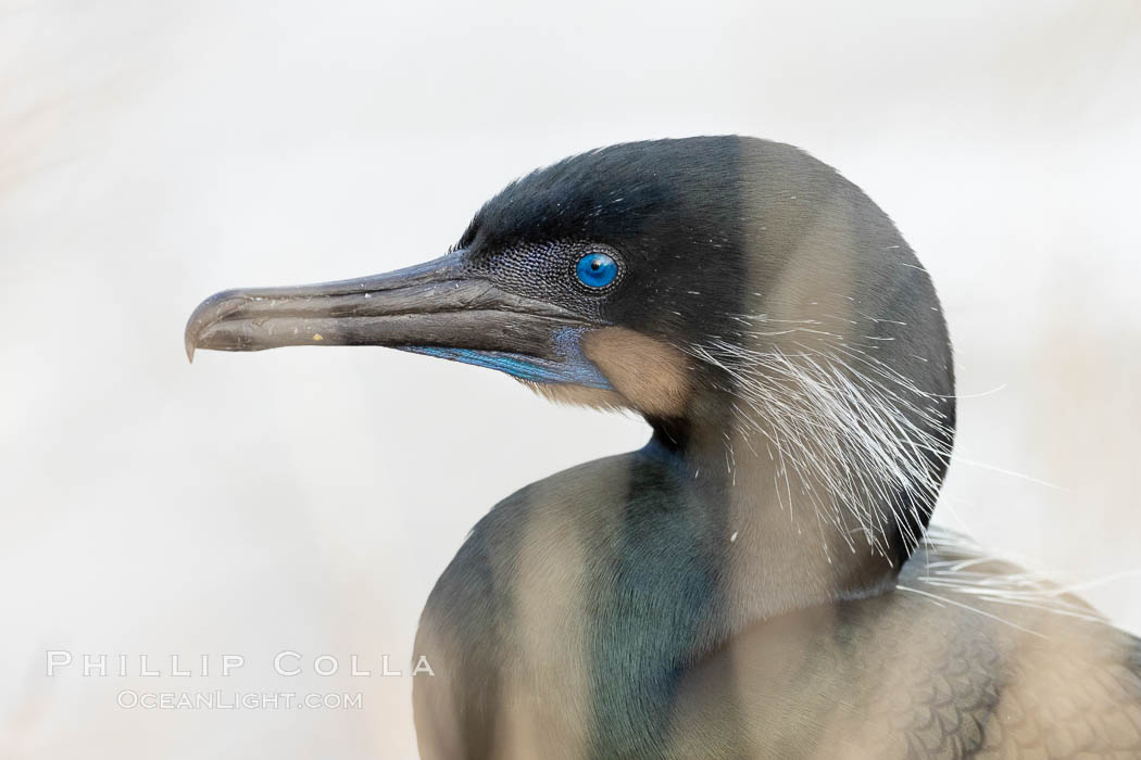 Brandt's Cormorant, La Jolla., Phalacrocorax penicillatus, natural history stock photograph, photo id 36799