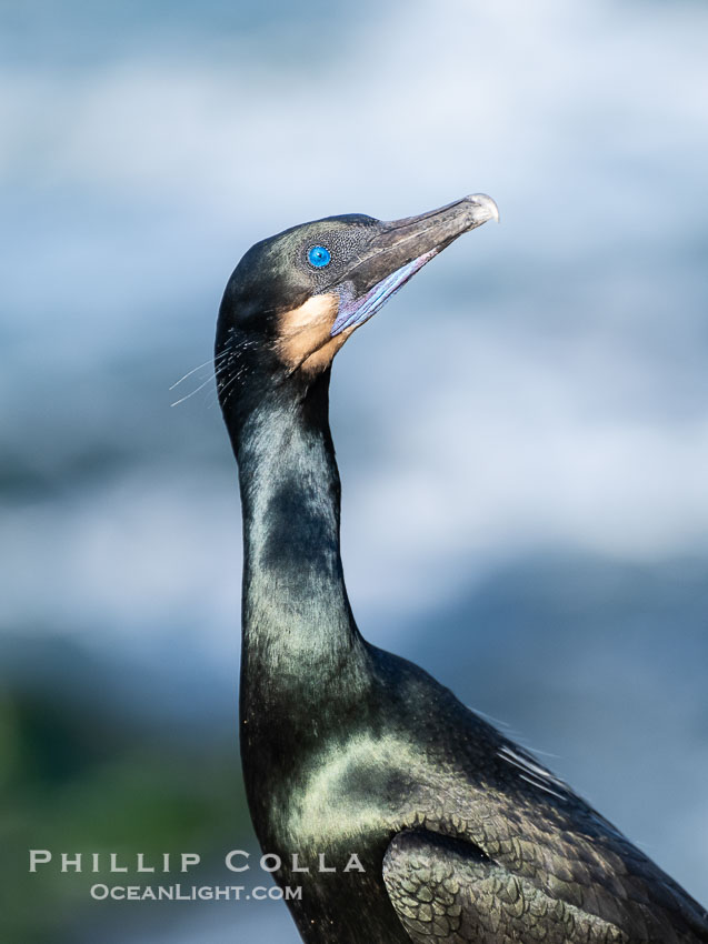 Brandt's Cormorant portrait in afternoon sun with ocean whitewash in the background. La Jolla, California, USA, Phalacrocorax penicillatus, natural history stock photograph, photo id 40147