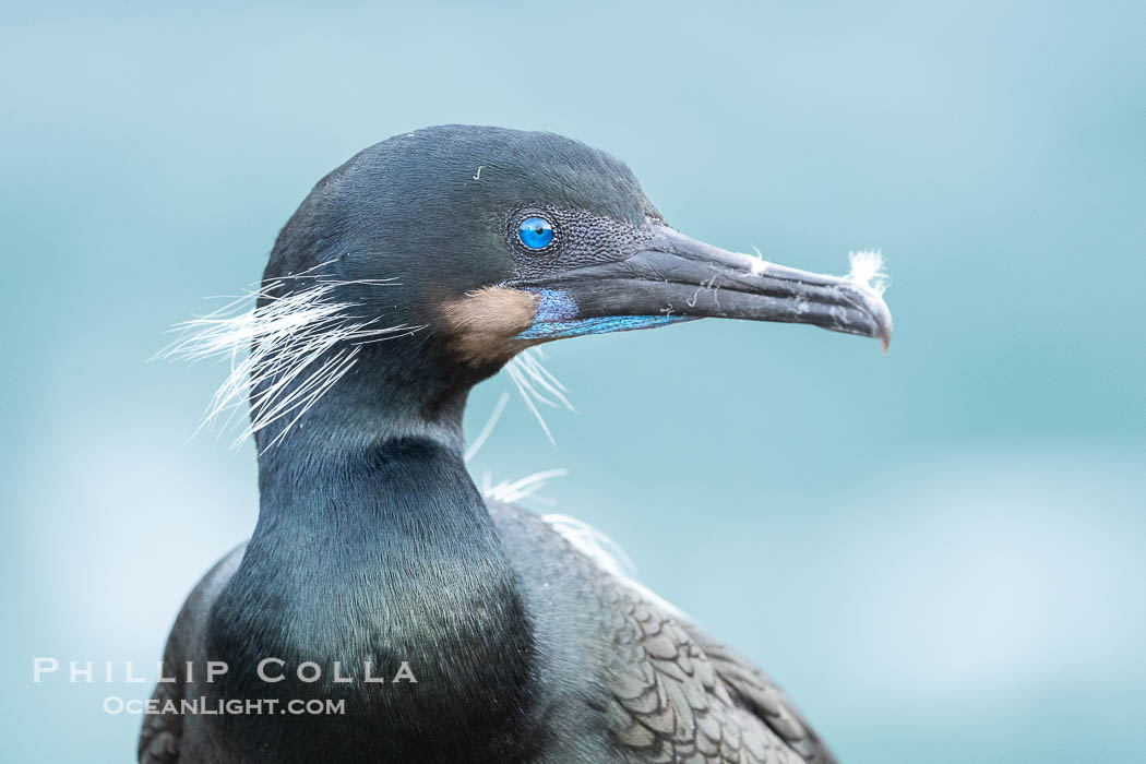 Brandt's Cormorant portrait in shade with ocean in the background. Its striking blue eyes and throat can be seen, along with thin white feathers on its checks and shoulders. A bit of fluff is on its beak after it has been preening its feathers, Phalacrocorax penicillatus, La Jolla, California