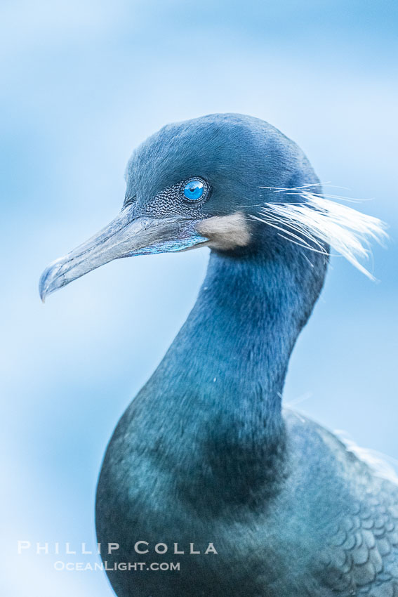 Brandt's Cormorant Portrait Overcast Light on La Jolla Cliffs, Brandt's cormorants gather in winter and early spring to nest and rear their chicks on the cliffs near La Jolla. California, USA, Phalacrocorax penicillatus, natural history stock photograph, photo id 40884