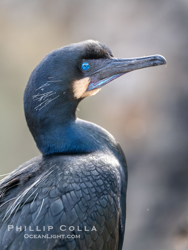 Brandt's Cormorant Portrait Overcast Light on La Jolla Cliffs, Brandt's cormorants gather in winter and early spring to nest and rear their chicks on the cliffs near La Jolla. California, USA, Phalacrocorax penicillatus, natural history stock photograph, photo id 40875