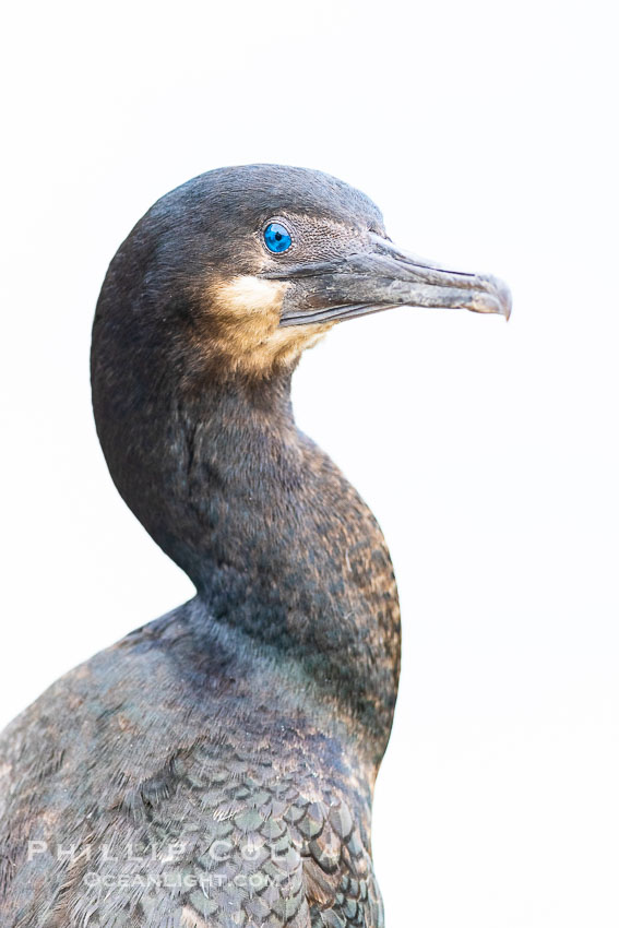 Brandt's Cormorant Portrait in Overcast Light. La Jolla, California, USA, natural history stock photograph, photo id 39043