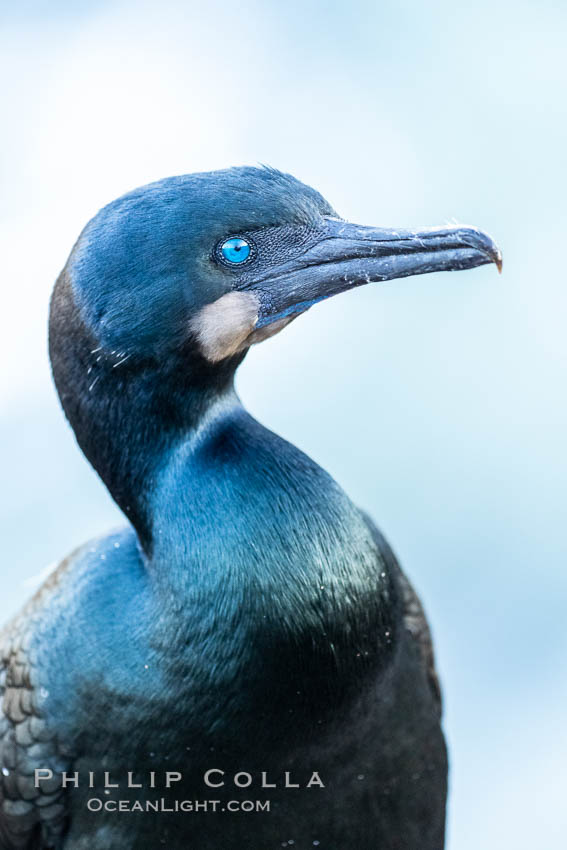 Brandt's Cormorant portrait. La Jolla, California, USA, Phalacrocorax penicillatus, natural history stock photograph, photo id 36864