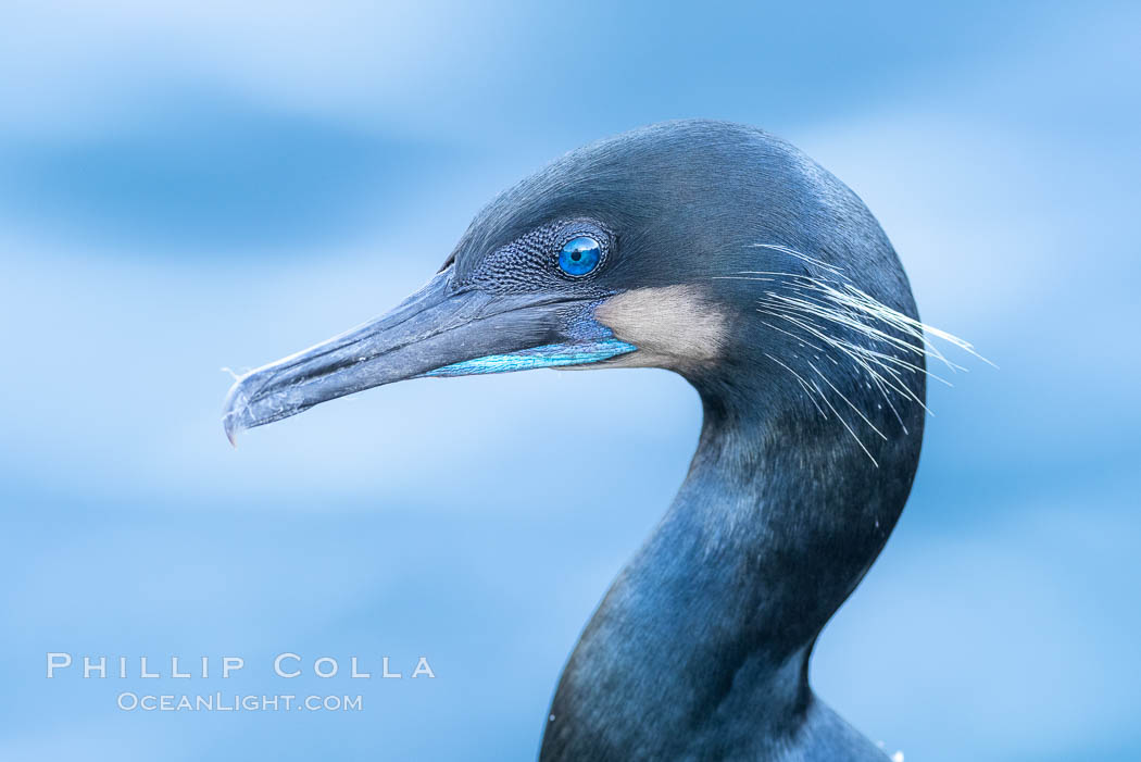 Brandt's Cormorant portrait. La Jolla, California, USA, Phalacrocorax penicillatus, natural history stock photograph, photo id 37596