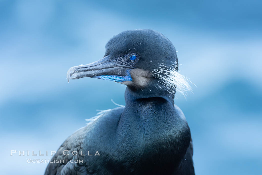 Brandt's Cormorant portrait, set against the Pacific Ocean. La Jolla, California, USA, Phalacrocorax penicillatus, natural history stock photograph, photo id 37660