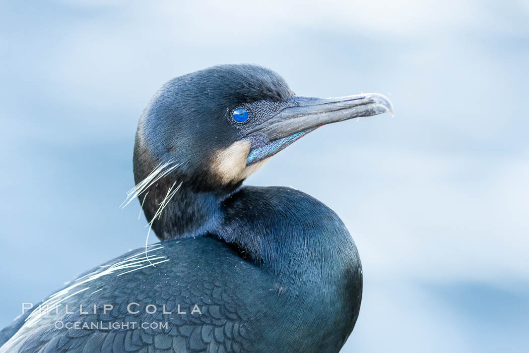 Brandt's Cormorant portrait. La Jolla, California, USA, Phalacrocorax penicillatus, natural history stock photograph, photo id 36863