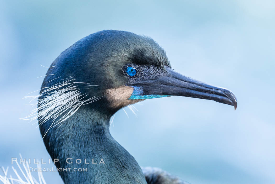 Brandt's Cormorant portrait. La Jolla, California, USA, Phalacrocorax penicillatus, natural history stock photograph, photo id 37559