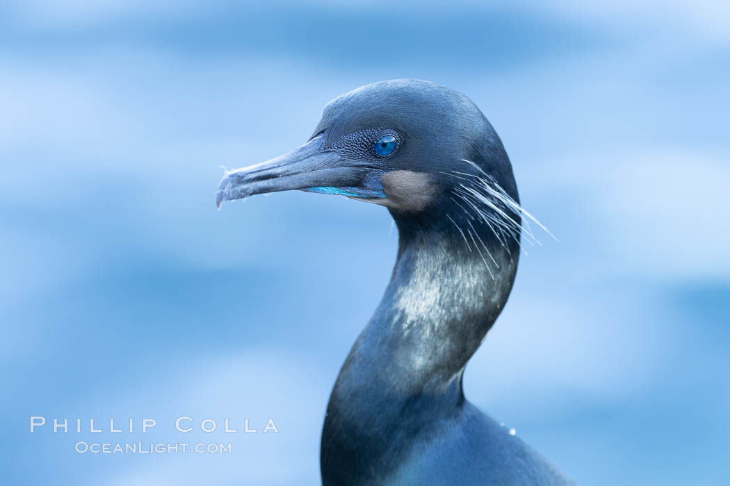 Brandt's Cormorant portrait. La Jolla, California, USA, Phalacrocorax penicillatus, natural history stock photograph, photo id 37597