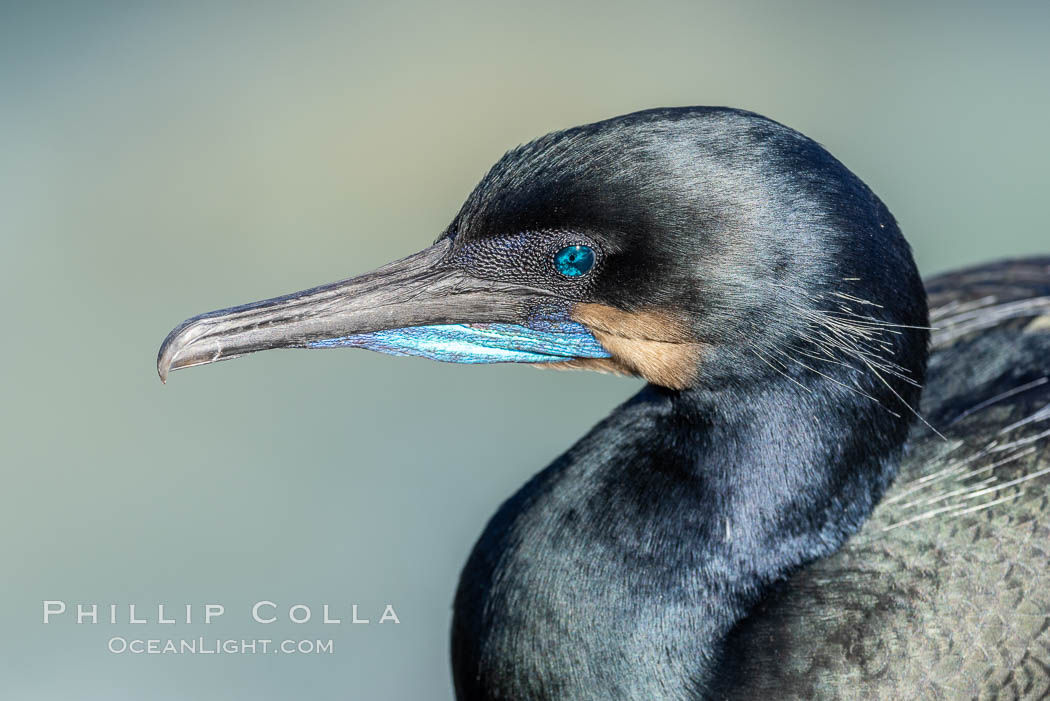 Brandt's Cormorant portrait, set against the Pacific Ocean. La Jolla, California, USA, Phalacrocorax penicillatus, natural history stock photograph, photo id 37745