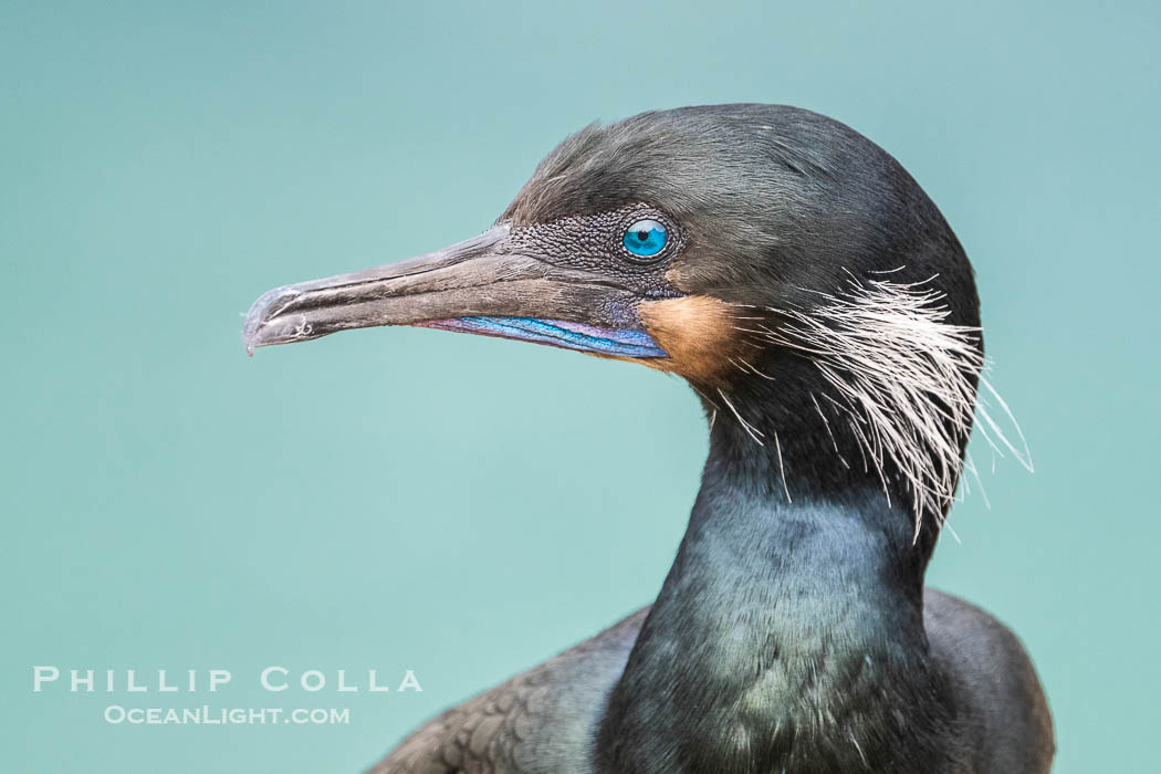 Brandt's Cormorant Portrait with Breeding Plumage, with blue throat and white feathers on each side of the head, Phalacrocorax penicillatus, La Jolla, California