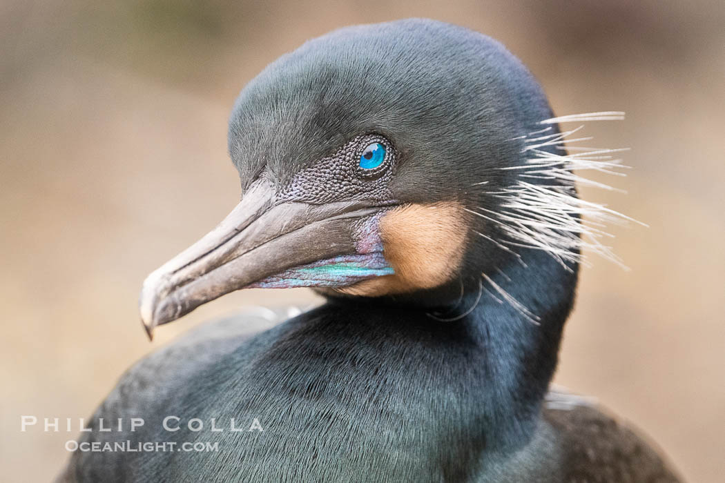 Brandt's Cormorant Portrait with Breeding Plumage, with blue throat and white feathers on each side of the head, Phalacrocorax penicillatus, La Jolla, California