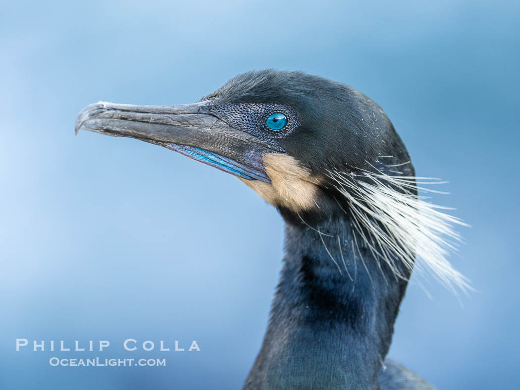 Brandt's Cormorant Portrait with Breeding Plumage, with blue throat and white feathers on each side of the head., natural history stock photograph, photo id 40816