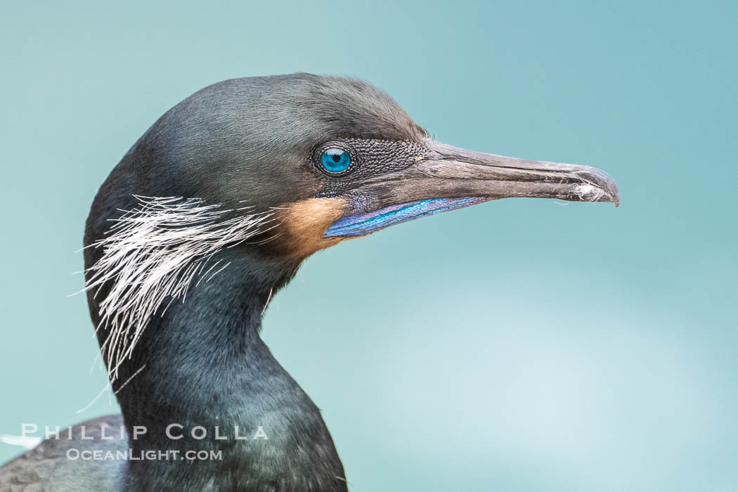 Brandt's Cormorant Portrait with Breeding Plumage, with blue throat and white feathers on each side of the head. La Jolla, California, USA, Phalacrocorax penicillatus, natural history stock photograph, photo id 40005