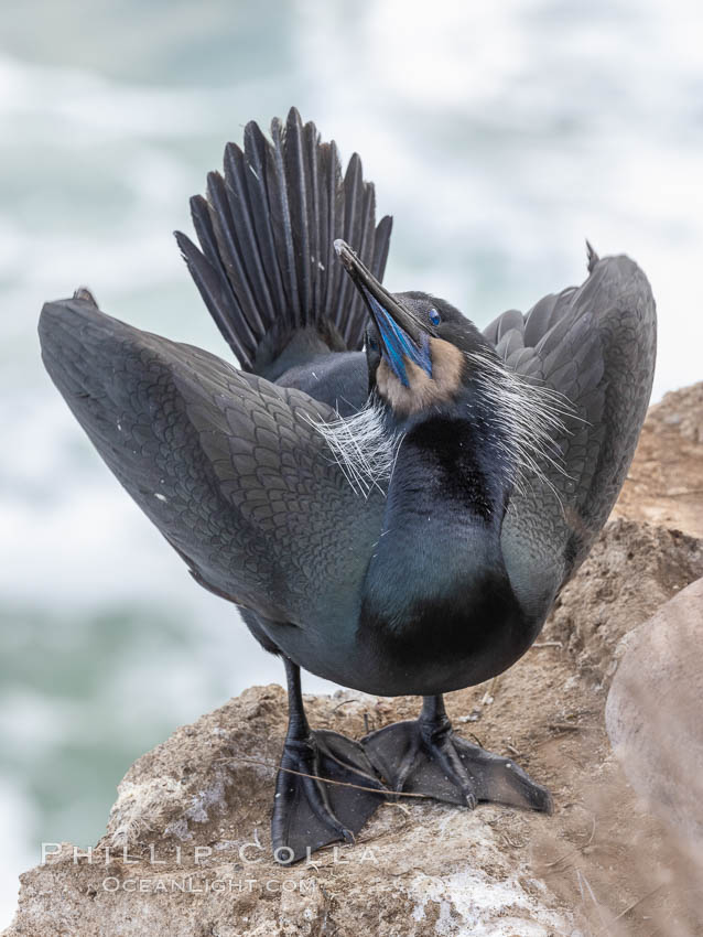 Brandt's Cormorant Skypointing, Courtship Display, La Jolla., Phalacrocorax penicillatus, natural history stock photograph, photo id 36802