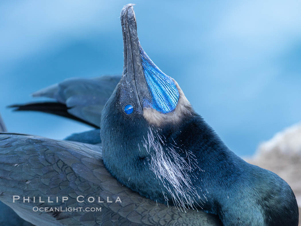 Male Brandt's Cormorant Skypointing, a Courtship Display, La Jolla. California, USA, Phalacrocorax penicillatus, natural history stock photograph, photo id 37441