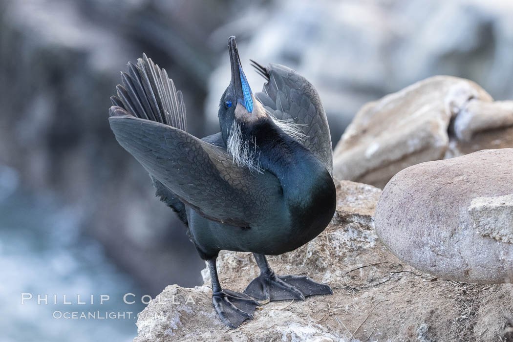 Brandt's Cormorant Skypointing, Courtship Display, La Jolla., Phalacrocorax penicillatus, natural history stock photograph, photo id 36800