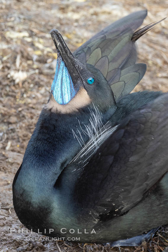 Brandt's Cormorant Skypointing, Courtship Display, La Jolla., Phalacrocorax penicillatus, natural history stock photograph, photo id 36803