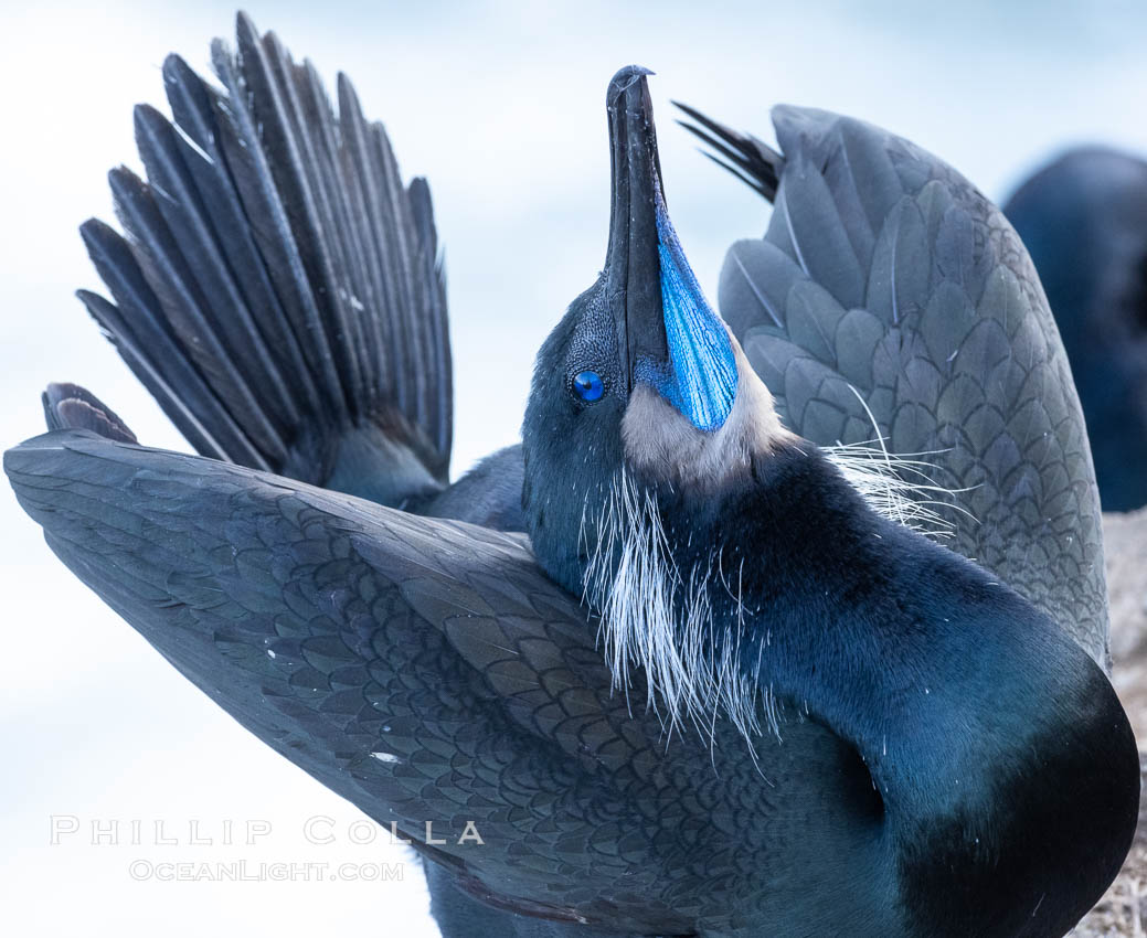 Brandt's Cormorant Skypointing, Courtship Display, La Jolla, Phalacrocorax penicillatus