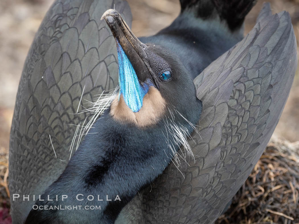 Brandt's Cormorant Skypointing, Courtship Display, La Jolla. California, USA, Phalacrocorax penicillatus, natural history stock photograph, photo id 37630