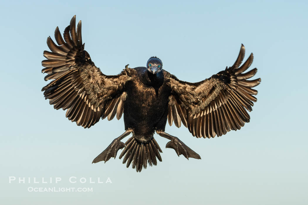 Brandt's Cormorant Spreading Wings to Land on sea cliffs overlooking the Pacific Ocean. La Jolla, California, USA, natural history stock photograph, photo id 40086