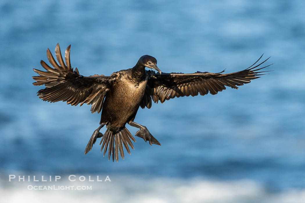 Brandt's Cormorant Spreading Wings to Land on sea cliffs overlooking the Pacific Ocean. La Jolla, California, USA, Phalacrocorax penicillatus, natural history stock photograph, photo id 40083