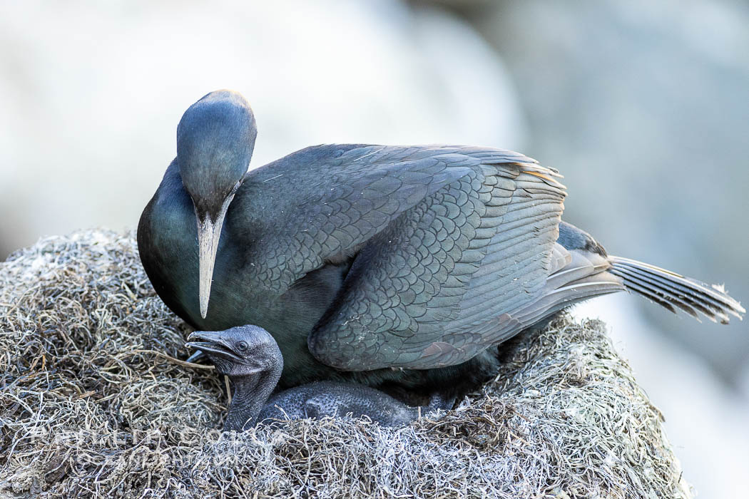 Brandts Cormorant and chick on the nest, nesting material composed of kelp and sea weed, La Jolla. California, USA, Phalacrocorax penicillatus, natural history stock photograph, photo id 38468