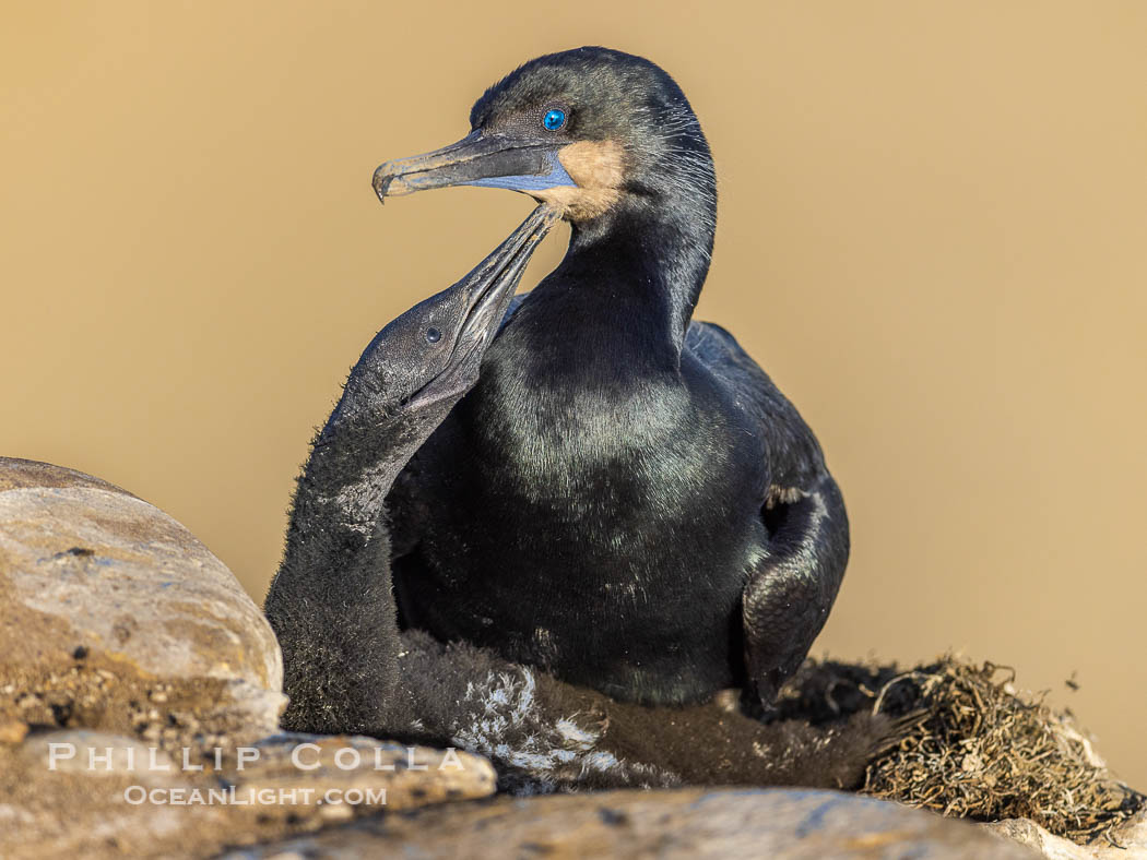 Brandts Cormorant and chick on the nest, nesting material composed of kelp and sea weed, La Jolla. California, USA, Phalacrocorax penicillatus, natural history stock photograph, photo id 38472