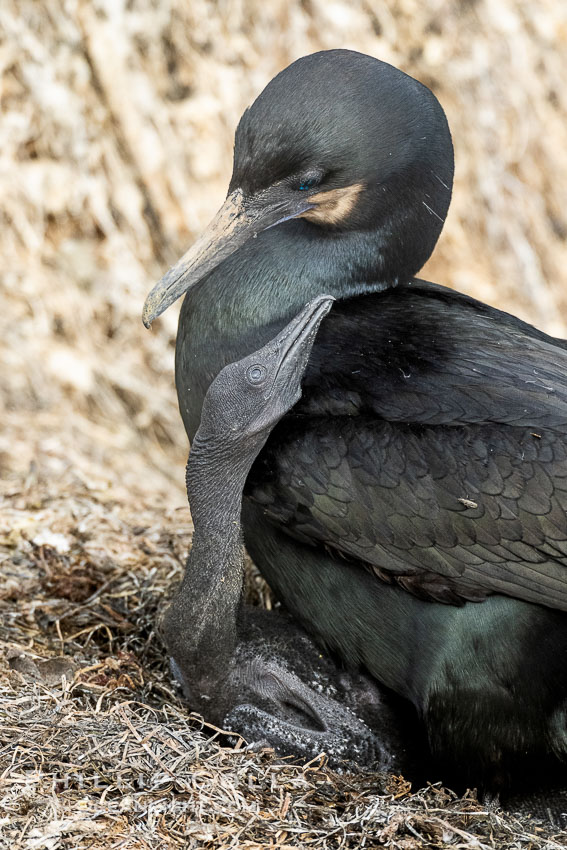 Brandts Cormorant and chick on the nest, nesting material composed of kelp and sea weed, La Jolla. California, USA, Phalacrocorax penicillatus, natural history stock photograph, photo id 40876