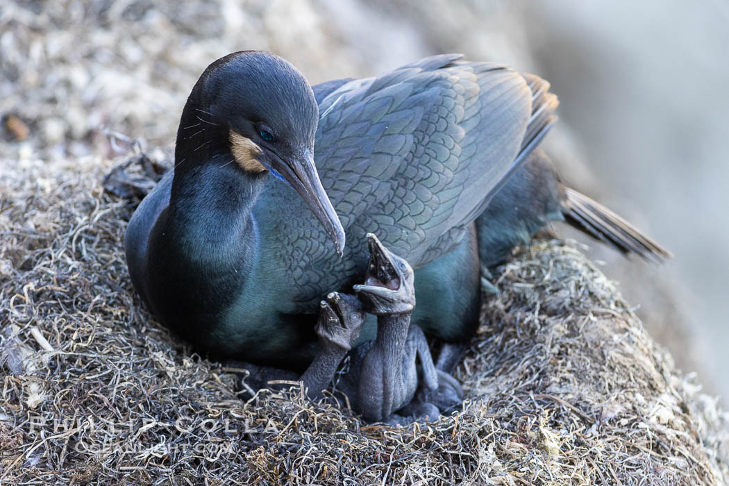 Brandts Cormorant and chick on the nest, nesting material composed of kelp and sea weed, La Jolla., Phalacrocorax penicillatus, natural history stock photograph, photo id 38461