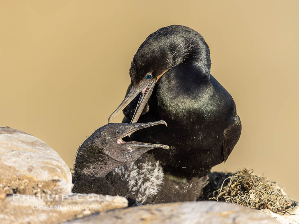 Brandts Cormorant and chick on the nest, nesting material composed of kelp and sea weed, La Jolla., Phalacrocorax penicillatus, natural history stock photograph, photo id 38473