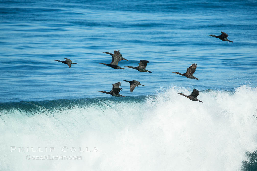 Brandt's cormorants flying over a breaking wave. La Jolla, California, USA, Phalacrocorax penicillatus, natural history stock photograph, photo id 30380
