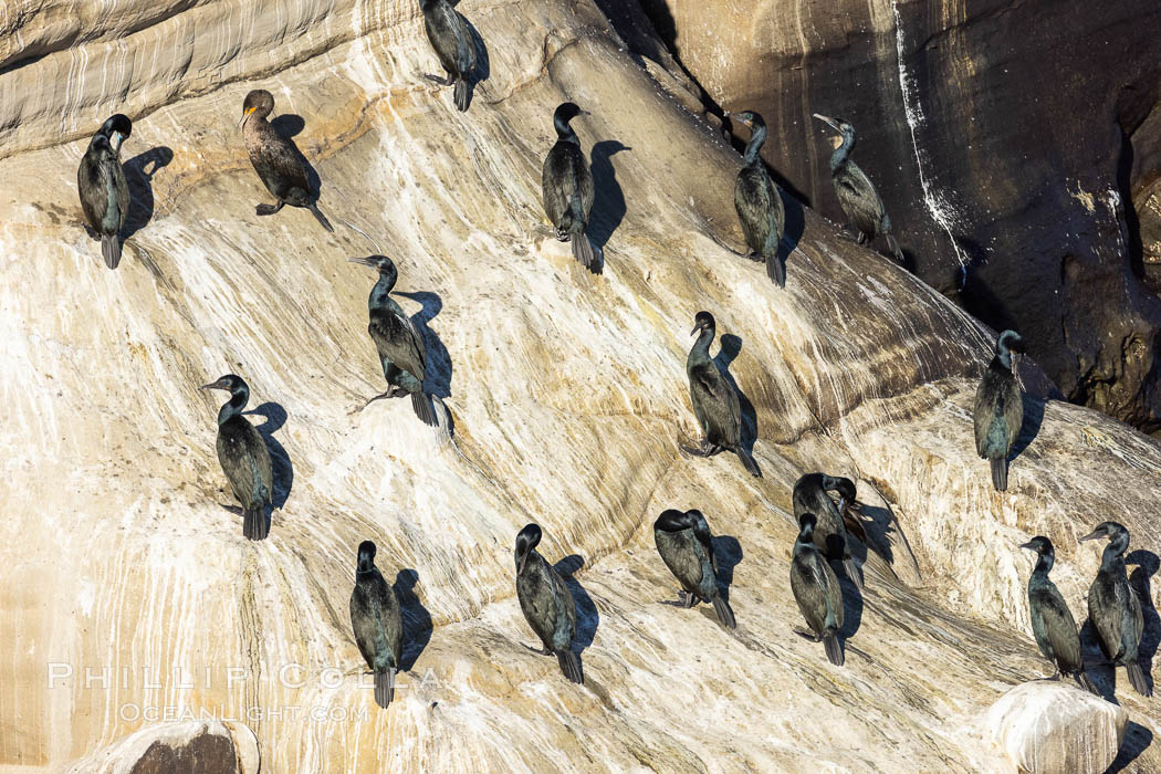 Brandt's Cormorants Gather on Ocean Cliffs in La Jolla. California, USA, Phalacrocorax penicillatus, natural history stock photograph, photo id 36838