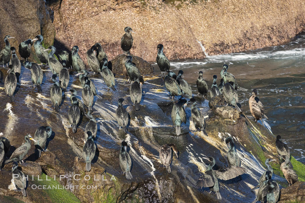 Brandt's Cormorants Gather on Ocean Cliffs, La Jolla. California, USA, Phalacrocorax penicillatus, natural history stock photograph, photo id 36839