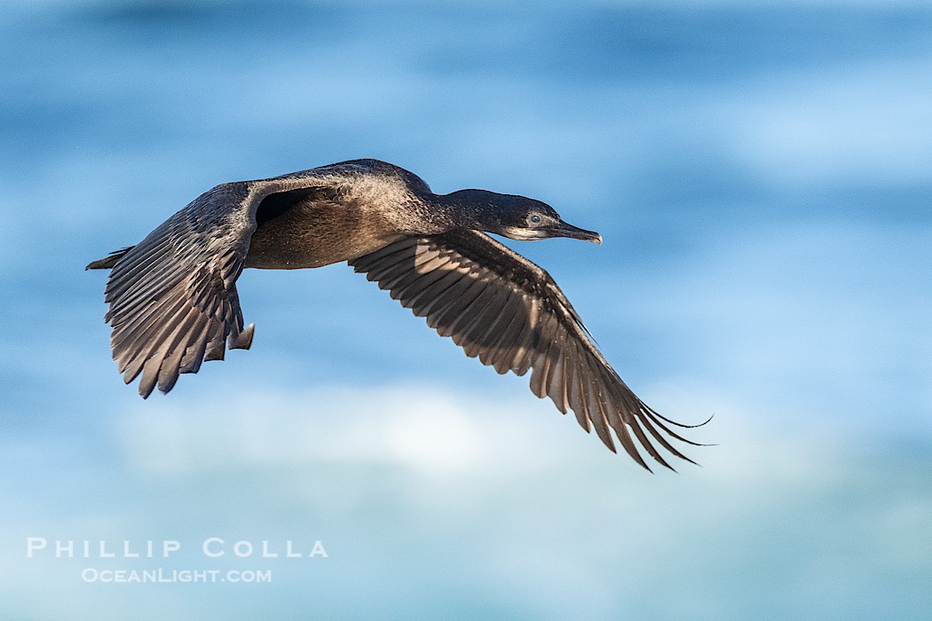 Brandts Cormorant In Flight., natural history stock photograph, photo id 41723