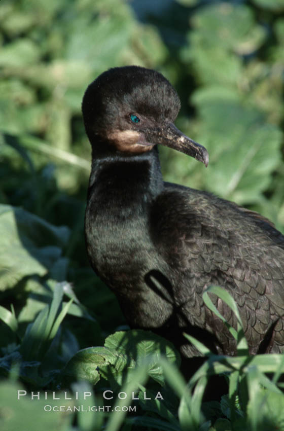 Brandts cormorant. La Jolla, California, USA, Phalacrocorax penicillatus, natural history stock photograph, photo id 05730