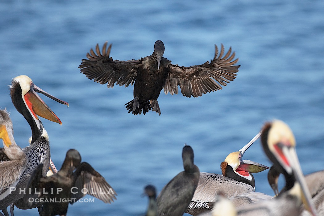 Brandts cormorant spreads its wings wide as it slows before landing on seacliffs alongside California brown pelicans., Pelecanus occidentalis, Pelecanus occidentalis californicus, Phalacrocorax penicillatus, natural history stock photograph, photo id 18254